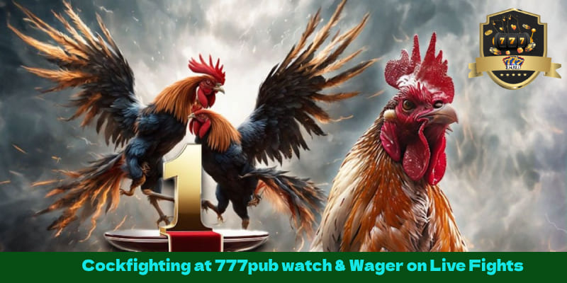 Cockfighting at 777pub watch & Wager on Live Fights